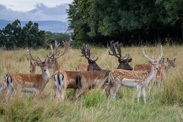 Naklejka na ściany i meble Herd of young wild deer and with big crows running on fresh grass in Phoenix Park in Dublin, Ireland. The 708-hectare park is connected to the 