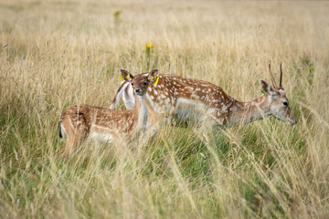 Herd of young wild deer and with big crows running on fresh grass in Phoenix Park in Dublin, Ireland. The 708-hectare park is connected to the 