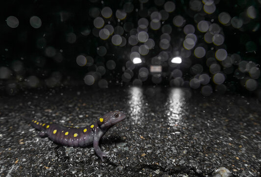Spotted salamander crossing a rural Massachusetts road during an early spring rain storm