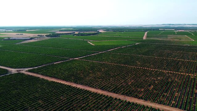 Vi&ntilde;edos en D.O. Rueda 