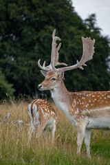 Herd of young wild deer and with big crows running on fresh grass in Phoenix Park in Dublin, Ireland. The 708-hectare park is connected to the 