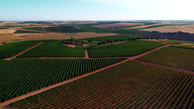 Vi&ntilde;edos en D.O. Rueda 