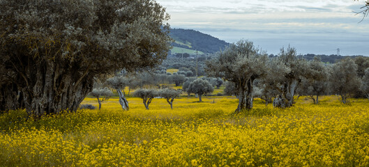 olive groves in Alentejo  Portugal - 751804448