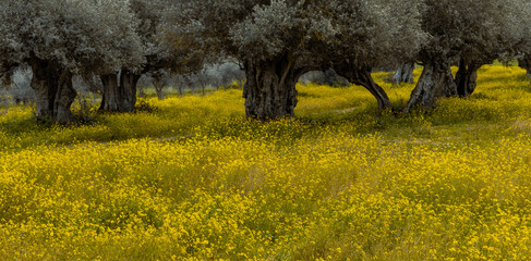olive groves in Alentejo  Portugal - 751804469