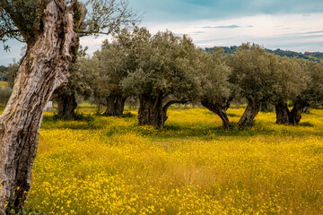 olive groves in Alentejo  Portugal - 751804606