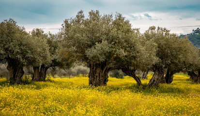 olive groves in Alentejo  Portugal - 751804610