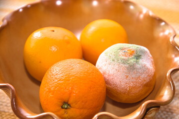 schimmelnde Orange in Zitrusfrucht-Obstschale