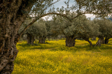 olive groves in Alentejo  Portugal - 751804656