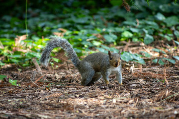 Naklejka na ściany i meble Charming squirrel on fallen pine leaves in National Botanic Gardens, Dublin, Ireland. Large area with naturalist sections, formal gardens, an arboretum and a greenhouse with Victorian palms.
