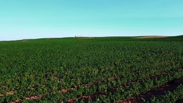 Vi&ntilde;edos en D.O. Rueda 
