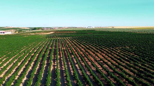 Vi&ntilde;edos en D.O. Rueda 