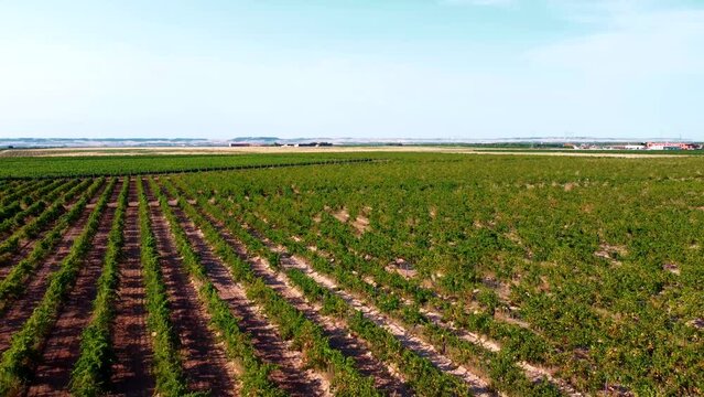 Vi&ntilde;edos en D.O. Rueda 