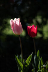 Les tulipes 2