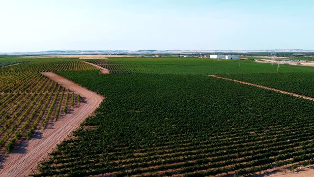 Vi&ntilde;edos en D.O. Rueda 