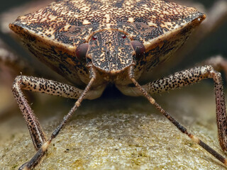 Marmorierte Baumwanze (Halyomorpha halys)