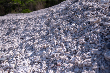 The bones of the corals staying on the island of Nha Trang, Viet Nam.