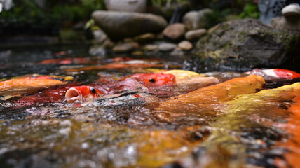 The beautiful color Koi fishes swimming