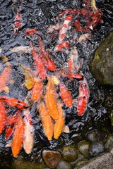 The beautiful color Koi fishes swimming