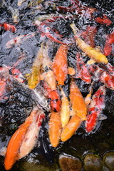 Obraz na płótnie Canvas The beautiful color Koi fishes swimming