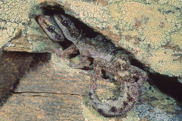 European leaf-toed gecko // Europäischer Blattfingergecko (Euleptes europaea) - Sardinia, Italy Sardinia, Italy Tarantolino