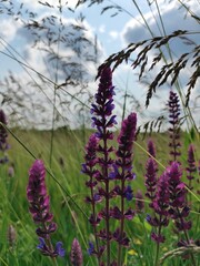 purple sage in the meadow 