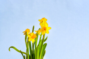 Flowers narcissus daffodil flowers against light grey background, studio shot