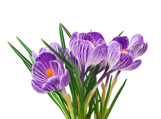 beautiful crocus on white background - fresh spring flowers. (selective focus)
- 751817202