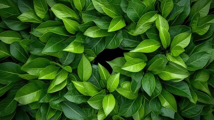 environment eco leaves background
