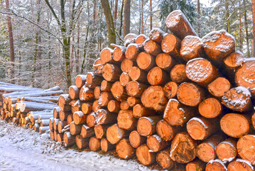 Holzstapel im Spessart bei Rodenbach, Hessen