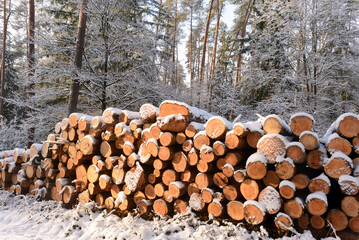 Holzstapel im Spessart bei Rodenbach, Hessen 	