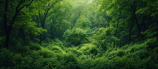 A thick and green forest bursting with numerous trees, showcasing a rich and vibrant ecosystem full of foliage and vegetation.