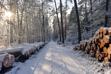 Holzstapel im Spessart bei Rodenbach, Hessen 	