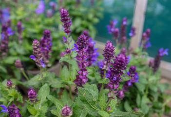 Salvia Blue Marvel is a compact, upright, clump-forming, herbaceous perennial with ovate, toothed, aromatic, dark grey-green leaves and blue flowers.