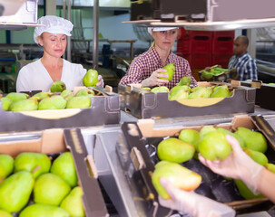 Fine female workers sort ripe pears into boxes for sale
