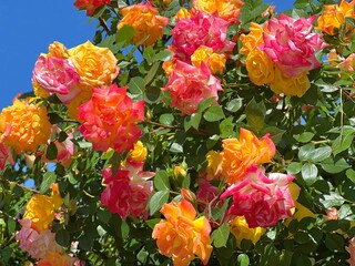 Rose flowers red  yellow orange blossom.