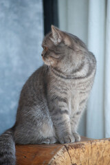 A cute beautiful English cat sitting on the stair,chair