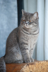 A cute beautiful English cat sitting on the stair,chair