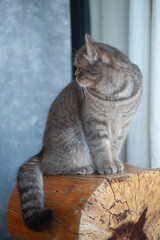 A cute beautiful English cat sitting on the stair,chair