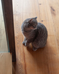 A cute beautiful English cat sitting on the stair,chair