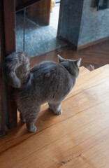 A cute beautiful English cat sitting on the stair,chair