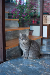 A cute beautiful English cat sitting on the stair,chair
