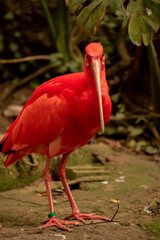 Scarlet Ibis, Eudocimus caucho, exotic bird in natural forest habitat. Red bird looking straight ahead, beautiful sunlight in nature.