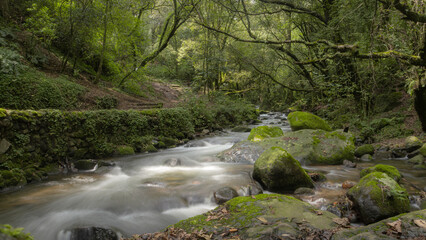 Río en bosque 