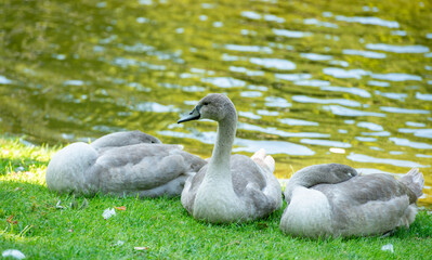 gray swans on the lake shore