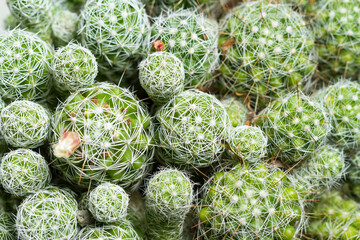 Beautiful cacti in cement pots, space for text