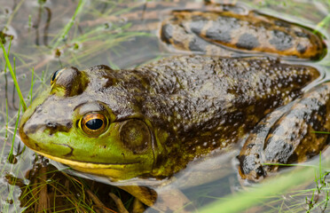 American Bullfrog, Lithobates catesbeianus, Rock Pond, Adirondack Forest Preserve, New York, USA