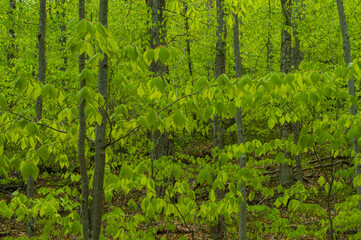 American Beech trees, Fagus grandifolia, Silver Lake Wilderness Area, Adirondack Forest Preserve, New York, USA