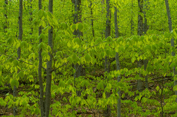 Obraz premium American Beech trees, Fagus grandifolia, Silver Lake Wilderness Area, Adirondack Forest Preserve, New York, USA