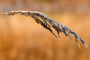 Closeup Of Frosted Grass In Autumn At The Witon Park And Preserve, New York