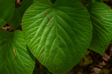 Witch-Hobble, Viburnum lantanoides, Pharoah Lake Wilderness Area, Adirondack Forest Preserve, New York, USA